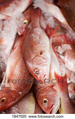 Close up red snapper fish on ice View Large Photo Image Stock Image - Close up red snapper fish on ice. Fotosearch