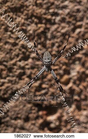 Stock Photo - Close up spider with long legs spread over spider web. Fotosearch