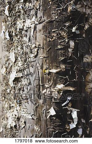 Close up staples and paper fragments on telephone pole View Large Photo Image Stock Photo - Close up staples and paper fragments on telephone pole. Fotosearch
