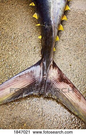 Close up tail of yellow fin tuna View Large Photo Image Stock Image - Close up tail of yellow fin tuna. Fotosearch