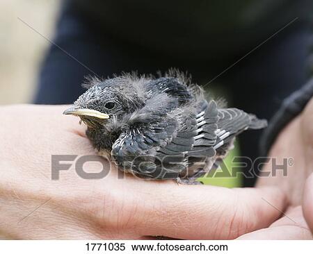 Stock Photography - Close up tiny bird in human hand. Fotosearch