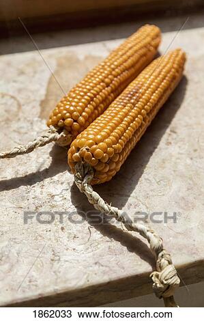 Close up vibrant dried corn cobs tied with braided rope View Large Photo Image Stock Image - Close up vibrant dried corn cobs tied with braided rope. Fotosearch