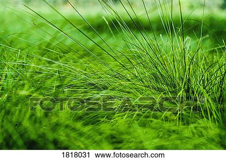 Stock Image - Close up vibrant green grass. Fotosearch