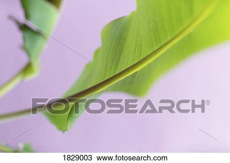 Close up vibrant green leaf and stem View Large Photo Image Stock Image - Close up vibrant green leaf and stem. Fotosearch