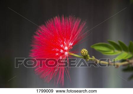Close up vibrant, spiny red flower View Large Photo Image Stock Photo - Close up vibrant, spiny red flower. Fotosearch