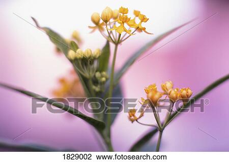 Close up yellow flowers View Large Photo Image Stock Image - Close up yellow flowers. Fotosearch