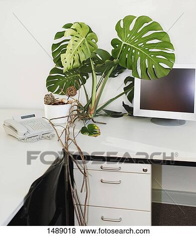 Stock Photo - Computer monitor by potted plant and telephone on table. Fotosearch