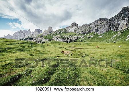 Stock Image - Cow grazing in lush green valley below rugged mountains, Drei Zinnen Nature Park, South Tyrol, Italy. Fotosearch