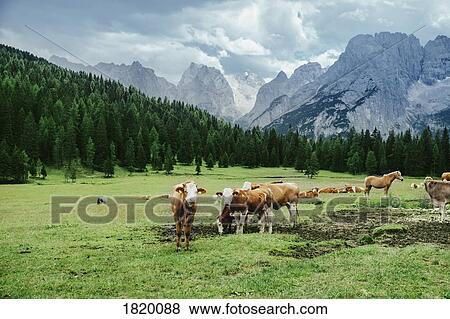 Cows and horses grazing in lush valley below mountains, Drei Zinnen Nature Park, South Tyrol, Italy View Large Photo Image Stock Photo - Cows and horses grazing in lush valley below mountains, Drei Zinnen Nature Park, South Tyrol, Italy. Fotosearch