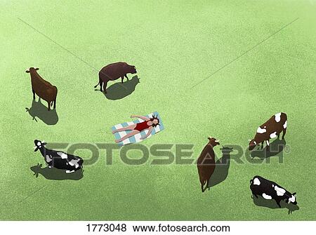 Stock Photo - Cows grazing and surrounding woman sunbathing in field. Fotosearch