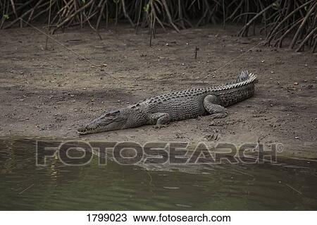Stock Image - Crocodile laying in dirt at riverside, Cape Tribulation, Queensland, Australia. Fotosearch