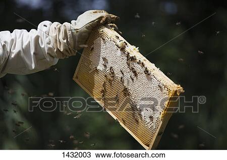 Stock Image - Cropped hand of beekeeper holding honeycomb at farm. Fotosearch