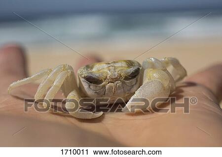Cropped hand of boy holding crab at beach, Bermagui, New South Wales, Australia View Large Photo Image Stock Image - Cropped hand of boy holding crab at beach, Bermagui, New South Wales, Australia. Fotosearch
