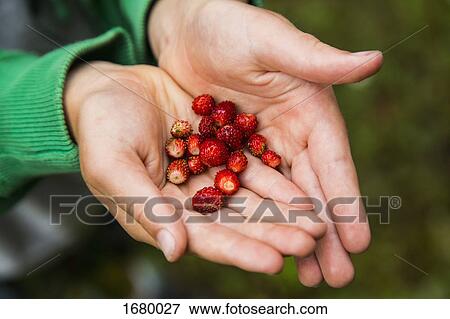 Cropped hand of person holding fresh wild strawberries View Large Photo Image Stock Photo - Cropped hand of person holding fresh wild strawberries. Fotosearch