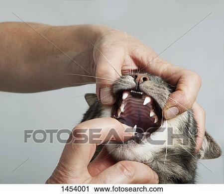 Cropped hands of vet opening cat's mouth at clinic View Large Photo Image Stock Image - Cropped hands of vet opening cat's mouth at clinic. Fotosearch