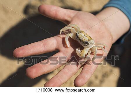 Cropped image of boy holding crab, Bermagui, New South Wales, Australia View Large Photo Image Stock Photo - Cropped image of boy holding crab, Bermagui, New South Wales, Australia. Fotosearch