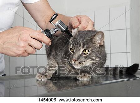 Stock Photograph - Cropped image of female vet examining cat's ear in clinic. Fotosearch