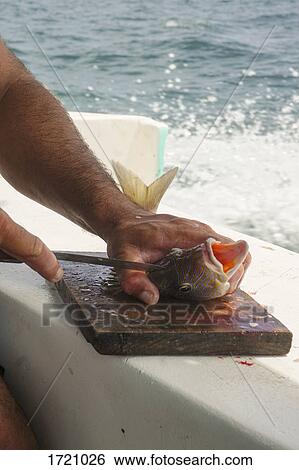 Cropped image of man cutting fish on boat View Large Photo Image Stock Photograph - Cropped image of man cutting fish on boat. Fotosearch