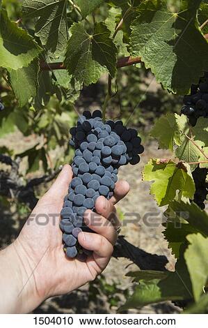 Stock Image - Cropped image of man holding grapes at vineyard. Fotosearch
