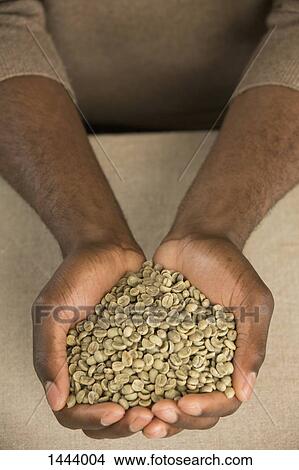Cropped image of man holding raw coffee beans in cupped hands at table View Large Photo Image Picture - Cropped image of man holding raw coffee beans in cupped hands at table. Fotosearch
