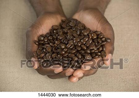 Stock Image - Cropped image of man holding roasted coffee beans in cupped hands at table. Fotosearch