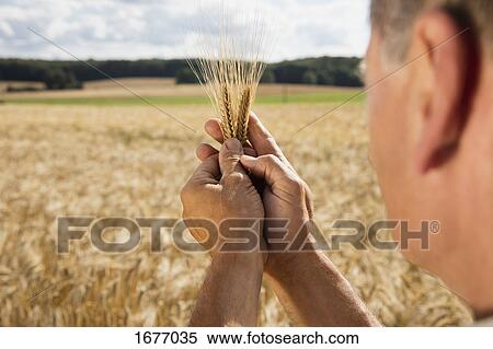 Cropped image of man holding wheat ear at farm on sunny day View Large Photo Image Stock Photography - Cropped image of man holding wheat ear at farm on sunny day. Fotosearch