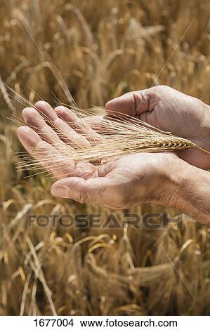 Cropped image of man's hands holding wheat ear at farm View Large Photo Image Picture - Cropped image of man's hands holding wheat ear at farm. Fotosearch