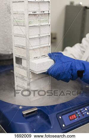 Stock Photo - Cropped image of scientist with frozen medical storage compartment at laboratory. Fotosearch