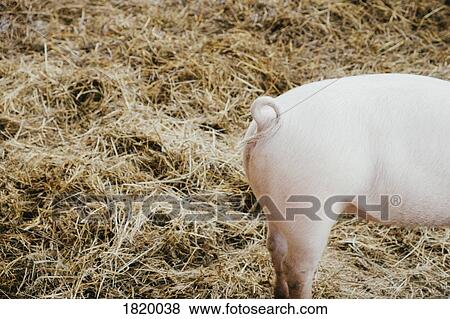 Curly tail on pink piglet in hay View Large Photo Image Stock Photo - Curly tail on pink piglet in hay. Fotosearch