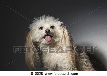 Stock Photo - Cute dog looking up. Fotosearch