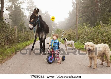 Cute girl riding tricycle on rural road with donkey and dogs View Large Photo Image Stock Image - Cute girl riding tricycle on rural road with donkey and dogs. Fotosearch