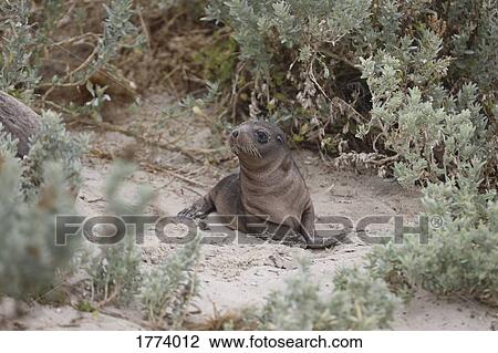 Cute seal pup in sand, Seal Bay, Kangaroo Island, Australia View Large Photo Image Stock Image - Cute seal pup in sand, Seal Bay, Kangaroo Island, Australia. Fotosearch