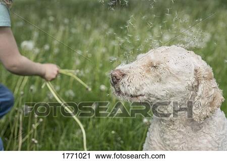 Stock Image - Dandelion seeds blowing on labradoodle. Fotosearch
