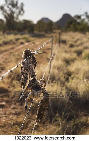 Dead bird caught in barbed wire fence View Large Photo Image Stock Image - Dead bird caught in barbed wire fence. Fotosearch