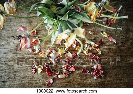 Dead flower petals falling from bouquet stems View Large Photo Image Stock Image - Dead flower petals falling from bouquet stems. Fotosearch