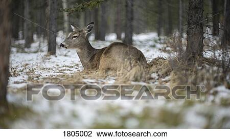 Deer laying in snowy woods, Lake Louise, Alberta, Canada View Large Photo Image Stock Image - Deer laying in snowy woods, Lake Louise, Alberta, Canada. Fotosearch