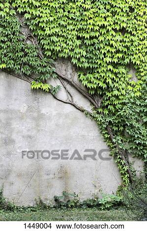 Detail of ivy growing on the wall of a building View Large Photo Image Picture - Detail of ivy growing on the wall of a building. Fotosearch