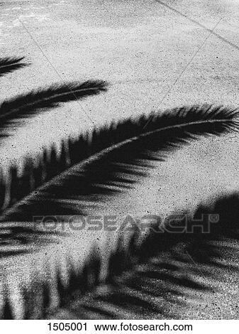 Stock Image - Detail of palm tree branches in shadow. Fotosearch