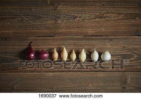 Directly above shot of onions on wooden table View Large Photo Image Stock Photo - Directly above shot of onions on wooden table. Fotosearch
