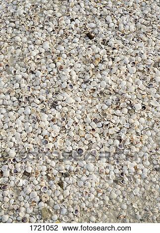 Directly above shot of sea shells View Large Photo Image Stock Image - Directly above shot of sea shells. Fotosearch
