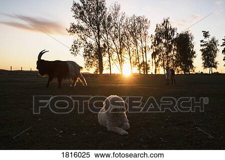 Dog and goats on rural farm at sunset View Large Photo Image Stock Photography - Dog and goats on rural farm at sunset. Fotosearch