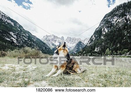 Dog barking in valley below mountains, Drei Zinnen Nature Park, South Tyrol, Italy View Large Photo Image Stock Photograph - Dog barking in valley below mountains, Drei Zinnen Nature Park, South Tyrol, Italy. Fotosearch