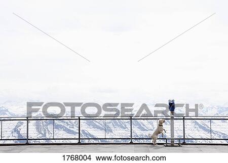 Dog jumping up to coin operated binoculars overlooking snowy mountain view, Wiendorf, Mecklenburg-Vo View Large Photo Image Picture - Dog jumping up to coin operated binoculars overlooking snowy mountain view, Wiendorf, Mecklenburg-Vo. Fotosearch