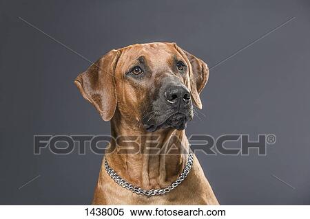 Dog looking away against gray background View Large Photo Image Stock Photography - Dog looking away against gray background. Fotosearch