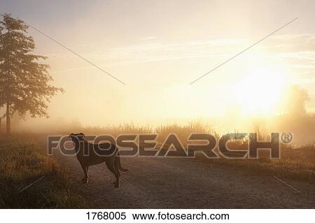 Dog on idyllic sunrise dirt road View Large Photo Image Stock Photography - Dog on idyllic sunrise dirt road. Fotosearch