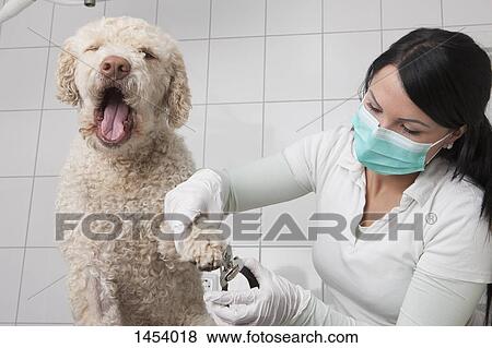 Dog opening mouth while veterinarian cutting nails in clinic View Large Photo Image Stock Photo - Dog opening mouth while veterinarian cutting nails in clinic. Fotosearch