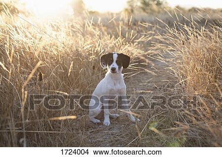 Dog sitting amidst grass on field during sunny day View Large Photo Image Picture - Dog sitting amidst grass on field during sunny day. Fotosearch