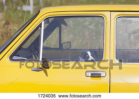 Dog sitting in yellow car on sunny day View Large Photo Image Stock Photography - Dog sitting in yellow car on sunny day. Fotosearch