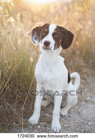 Dog sitting on dirt road amidst grass in field during sunny day View Large Photo Image Stock Image - Dog sitting on dirt road amidst grass in field during sunny day. Fotosearch