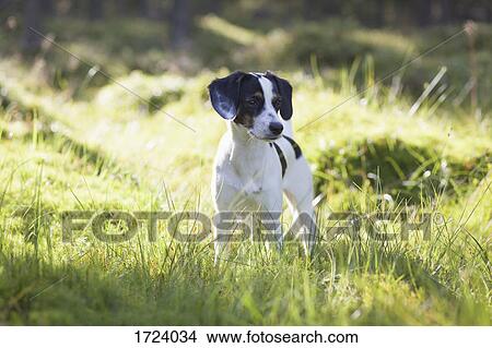 Picture - Dog standing in grassy field during sunny day. Fotosearch